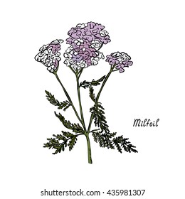 The plant milfoil, color