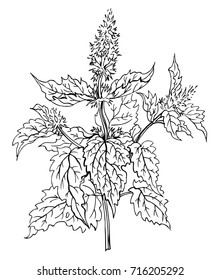 Plant mint, contour hand drawing. Spices and medicinal plants, images for labels, packaging and other designs.