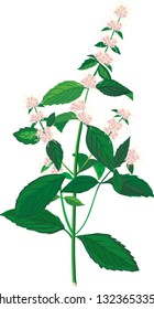 plant mint with flowers