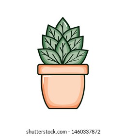 plant nature in ceramic pot