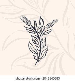 Plant nature hand drawn. Floral botanical element.Elegante vintage style.Isolated in white background.Vector illustration
	
