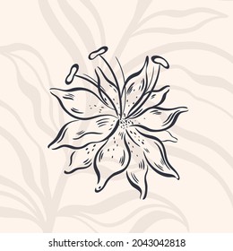 Plant nature hand drawn. Floral botanical element.Elegante vintage style.Isolated in white background.Vector illustration
	