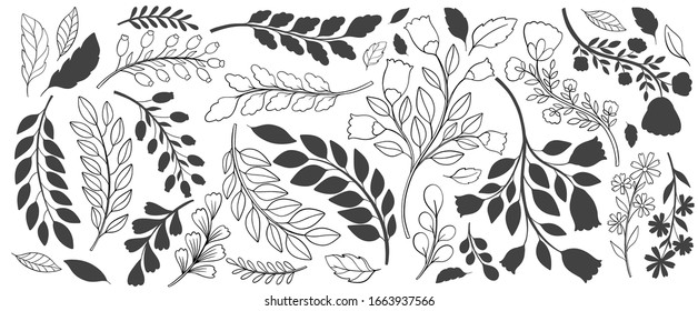 Plant nature hand drawn set. Collection botanical element.Elegant vintage style.Vector illustration.