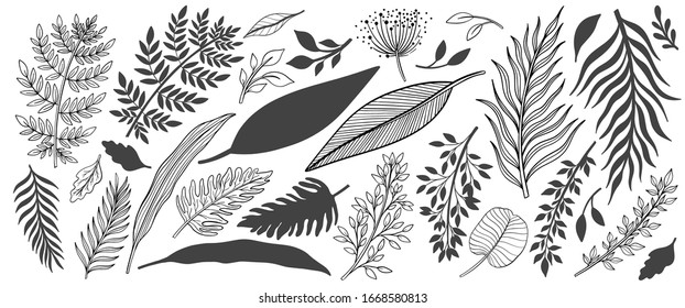 Set Hand Drawn Vector Tropical Leaves 库存矢量图（免版税）1844423026 Shutterstock