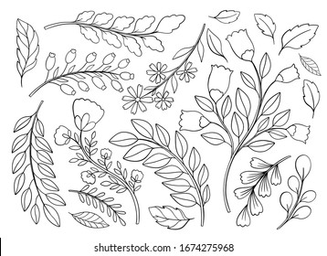 Plant nature hand drawn set. Collection botanical element.Elegant vintage style.Vector illustration.