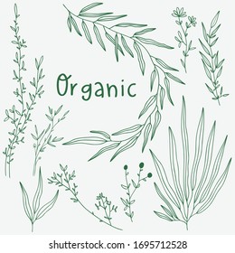 Watercolor Floral Illustration Olive Branches Leaves Stock Illustration ...