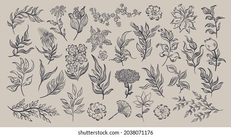 Plant nature hand drawn set. Collection botanical element.Elegante vintage style.Isolated in beige background.Vector illustration
	