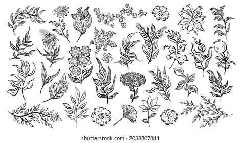 Plant nature hand drawn set. Collection botanical element.Elegante vintage style.Isolated in white background.Vector illustration
	