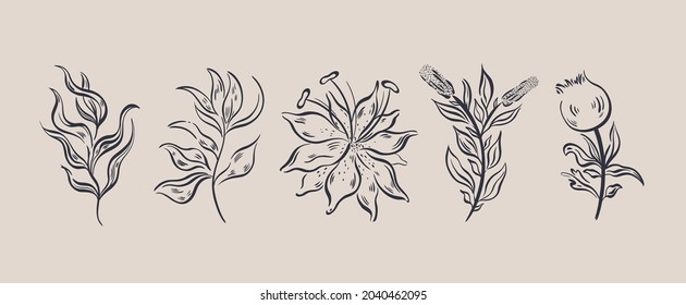 Plant nature hand drawn set. Floral botanical element.Elegante vintage style.Isolated in white background.Vector illustration
	