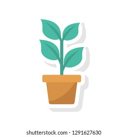 plant   nature   leaf 