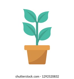 plant   nature   leaf 