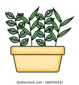 plant nature in square ceramic pot