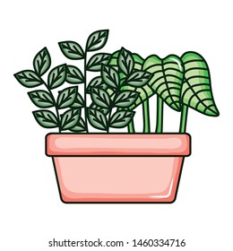 plant nature in square ceramic pot