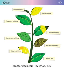 Plant nutrient deficiency. Vitamin deficiency in plants. Biology