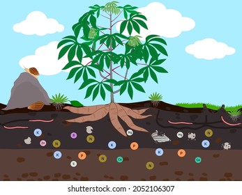 Plant nutrients for cassava. vector