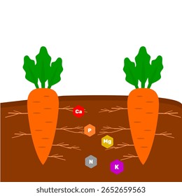 Nutrição vegetal de fertilizante NPK. Vetor vegetal. Diagrama de educação biológica agrícola. Cenoura em solo clip art. Crianças aprendendo sobre cenoura planta vetor ilustração