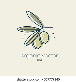 Plant an olive tree. Vector illustration of fruit for cosmetics, medicine and cooking. Design for packaging, web, creation of goods and services. Modern style mono line.