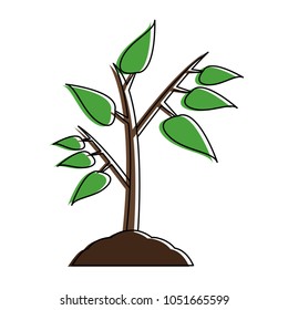 Plant on ground