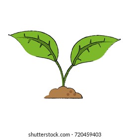 Plant on ground