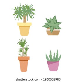 Plant on the pot for decorations on white background.