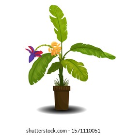 plant on pot illustration design, green plant on white background.
