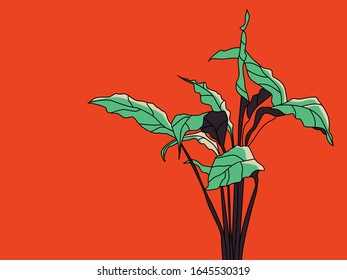 Plant on red background. Spathiphyllum vector illustration
