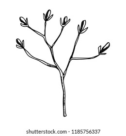 plant on stalk with flowers sketch isolated on white background.