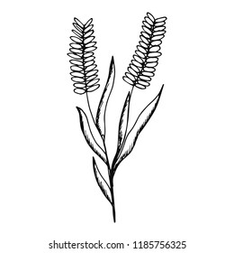 plant on the stem of the spikelets isolated.