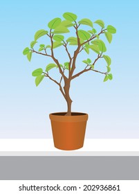 Plant on windowsill