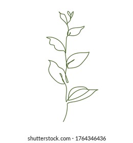 Plant in one line on white background. Hand drawn minimalism. Simple illustration, outline. Continuous of flower. Vector 