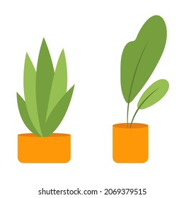 Plant in orange flower pot isolated on white background