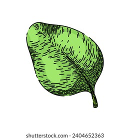 plant oregano hand drawn. herb food, green organic, herbal bunch plant oregano vector sketch. isolated color illustration