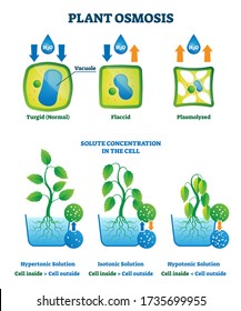 Ilustración vectorial de la osmosis vegetal. Explicación del proceso de absorción de agua celular. Diagrama de comparación de soluciones hipertónicas e isotónicas con visión educativa de nivel de concentración de líquido dentro y fuera de la zona.