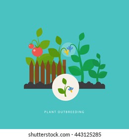 Plant outbreeding. Vector scene which show crossing of different types of plant. Flat style. Perfect for agricultural or scientific brochures, infographic, other materials.