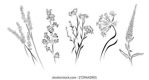 A plant outline drawing, a set of herbs and flowers, such as lavender, dill, cornflowers, and others.