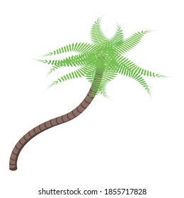 Plant palm tree icon. Isometric of plant palm tree vector icon for web design isolated on white background