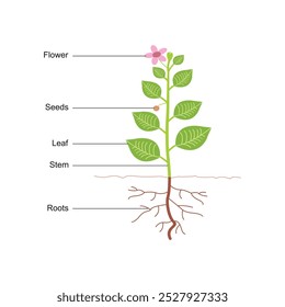 plant parts anatomy basic diagram with seeds, leaf, stem, roots and flower