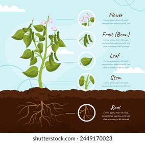 Plant parts infographics concept. Stem of flower, bush of tree. Farming and agriculture. Botany and gardening, horticulture. Poster or banner for website. Cartoon flat vector illustration