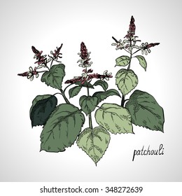 Plant Patchouli, Line Art, Color