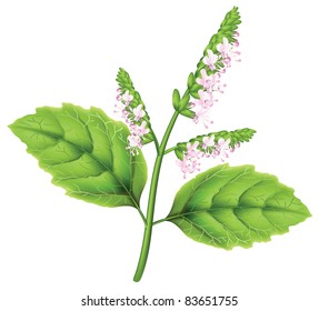 Plant Patchouli (Pogostemon Cablini). Vector Illustration On White Background.