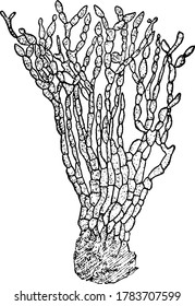 A plant pathogen, Sclerotinia fructigena. a, the conidial form known as Monilia, vintage line drawing or engraving illustration.
