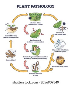 Plant pathology with bacteria infection spreading on leafs outline concept. Labeled educational invasion scene with illness or disease cycle from systemic infected greens to seeds vector illustration.