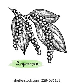 Plant with peppercorns. Black pepper seasoning. Ink sketch isolated on white background. Hand drawn vector illustration. Retro style.