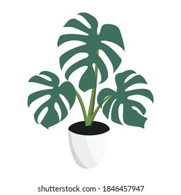 Plant Philodendron Monstera Vector Image