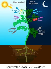 Fotossíntese vegetal, respiração celular. A luz solar altera a energia química. Ciclo de plantas vida noite, dia. Divide a água para liberar oxigênio e fixa o dióxido de carbono no açúcar. Ilustração vetorial