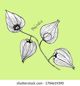 plant physalis in black and white on a pale green background. The inscription in Latin "Phýsalis". Vector.