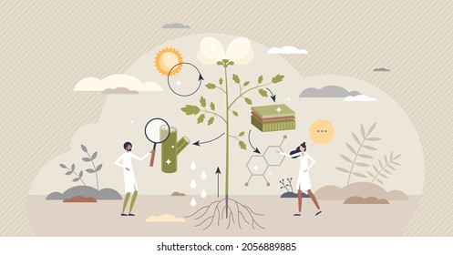 Plant Physiology Research Or Cellular Biology Examination Tiny Person Concept. Nature Process Education With Biological Cells And Tissue Study Vector Illustration. Water And Photosynthesis Cycle.