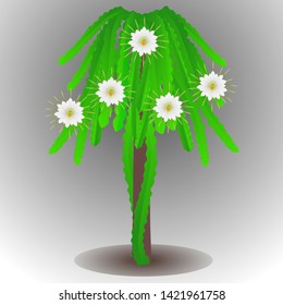 Plant pitahaya with flowers on a dark background.