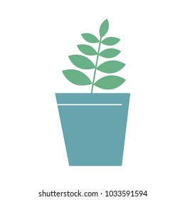 Plant in the pot