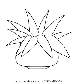 Plant with pot